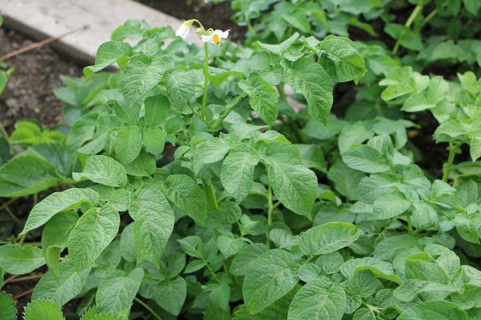Haricots verts voisins: pommes de terre (Solanum tuberosum)