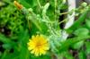 Избојци зелене салате: да ли је цветна салата јестива?