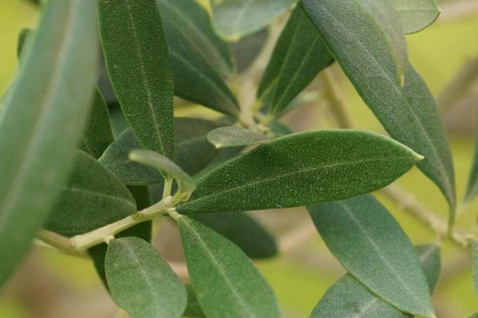 Оливкова рослина дуже проста в догляді