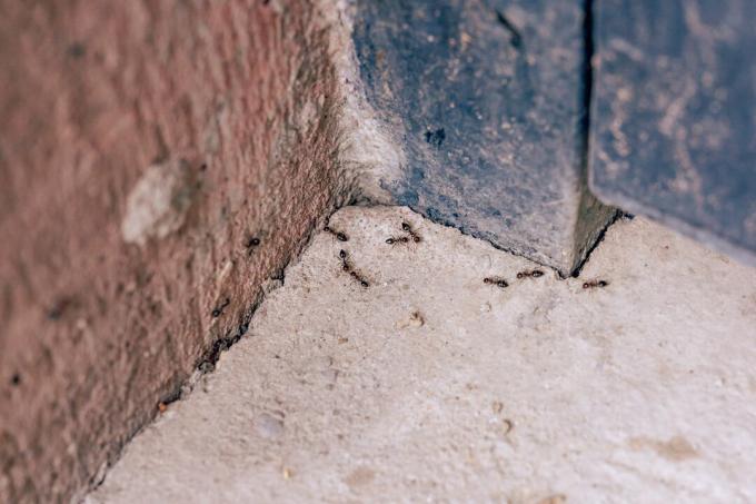 Mrówki pełzające w szczelinach i szczelinach