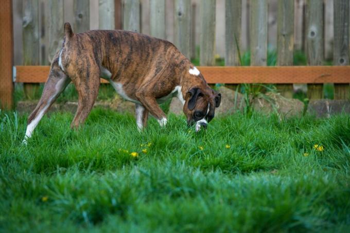 chien sur la pelouse