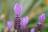 Krūzīti lavandas ziedi: interesanti fakti par kopšanu