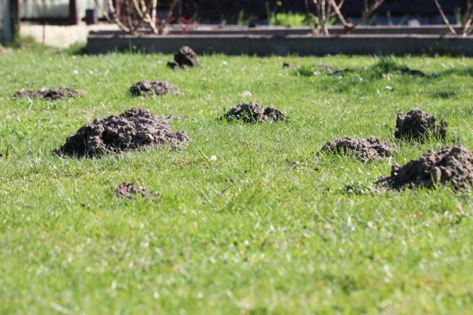 Molehill in the lawn