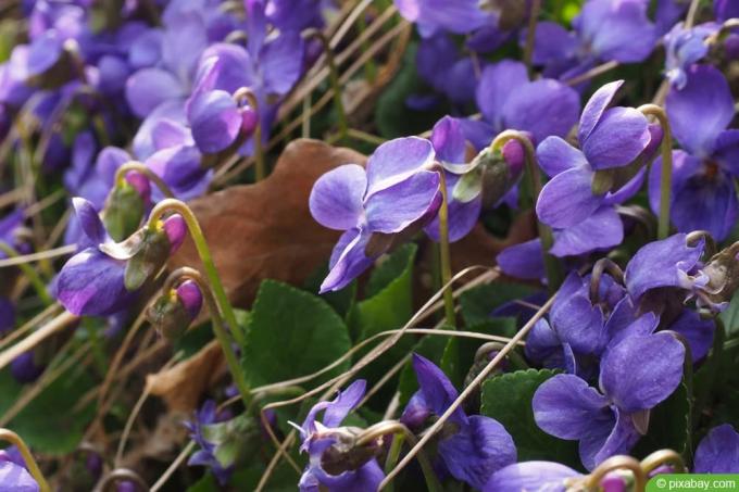 Violeta fragante - Viola odorata