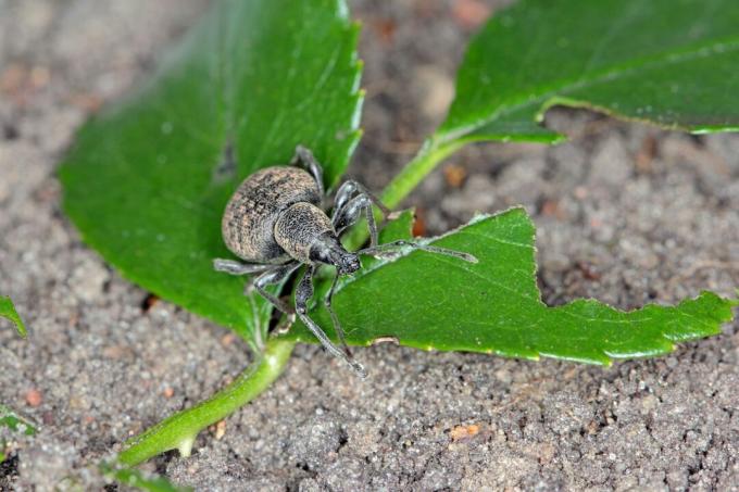 Weevil og blad med spor etter fôring