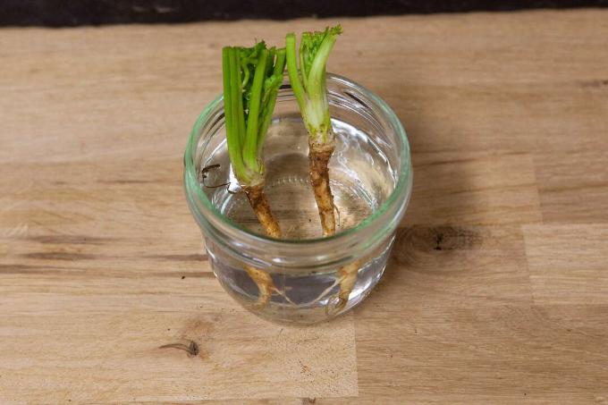 Выращивайте кориандр в стакане с водой