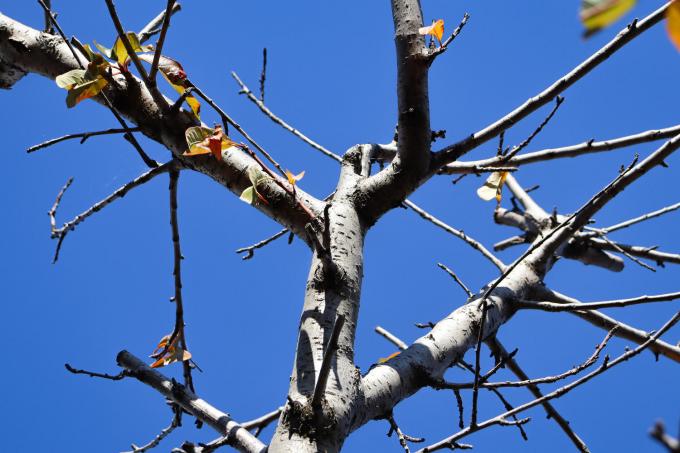 abrikozenboom-ontspruit-niet