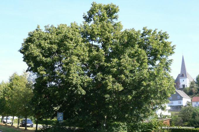 Császári hársfa (Tilia × europaea var. pallida)