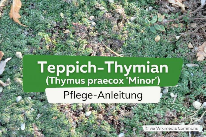 Timo tappeto (Thymus minor)