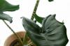 Alocasia zebrina: bitki, bakım ve üreme