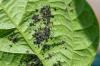Siyah Fasulye Yaprak Biti: Tanımla ve Kontrol Et