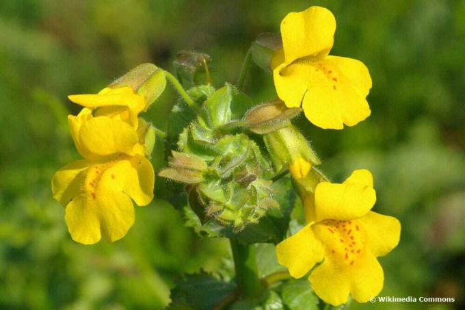 Dzeltenais žongliera zieds (Mimilus guttatus)