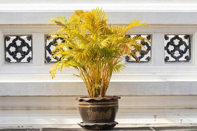 Zelta augļu palma ar dzeltenām lapām