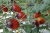 インディゴキンカン：トマトの植え付けと手入れ