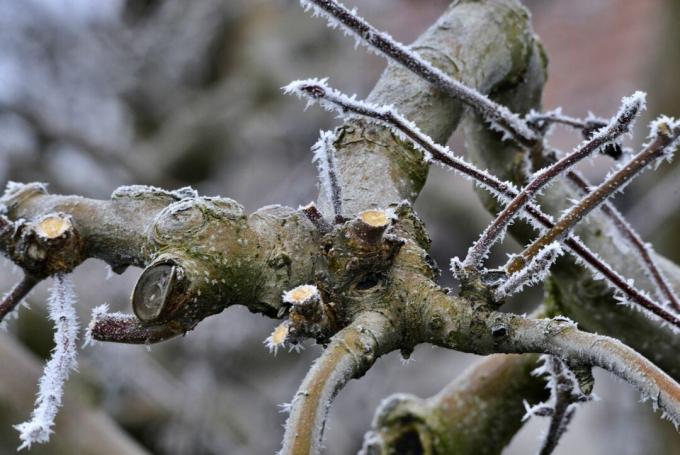 Augļu koku atzarošana ziemā