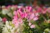 Λουλούδια εύκολης φροντίδας: τα κορυφαία 7 για τον κήπο
