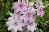 Fertilizing clematis: with what, when and how often?