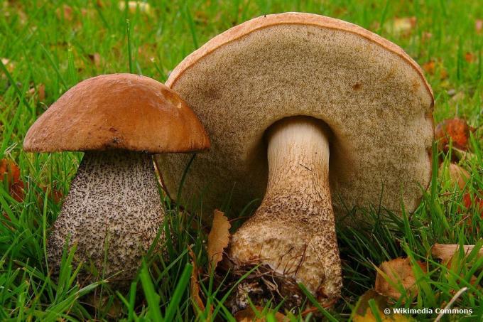 Березовий гриб, грибний сезон