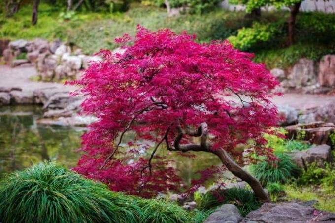 Érable à sous japonais Acer palmatum orangeola
