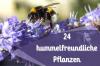 למשוך דבורים ו-24 צמחים ידידותיים לדבורים