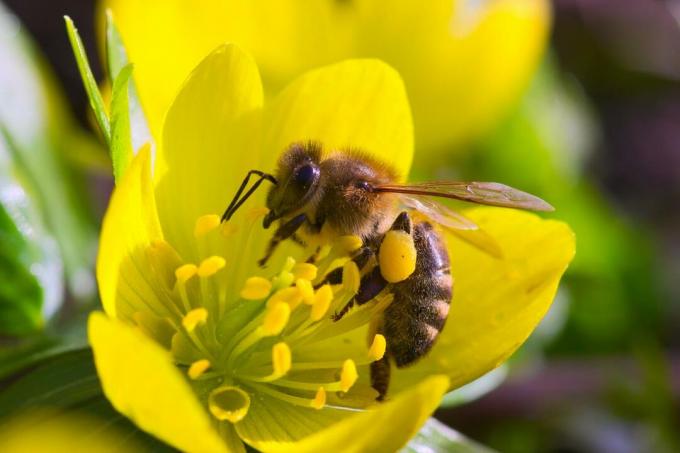 Mesilane kollasel lillel