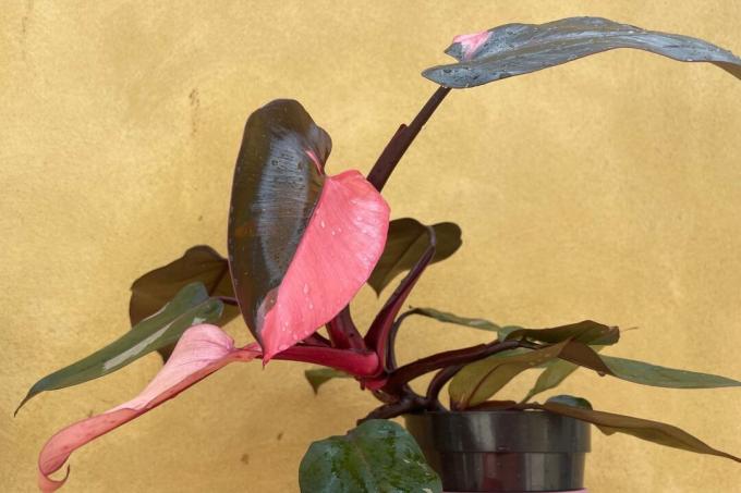 Filodendron odmiany Pink Princess