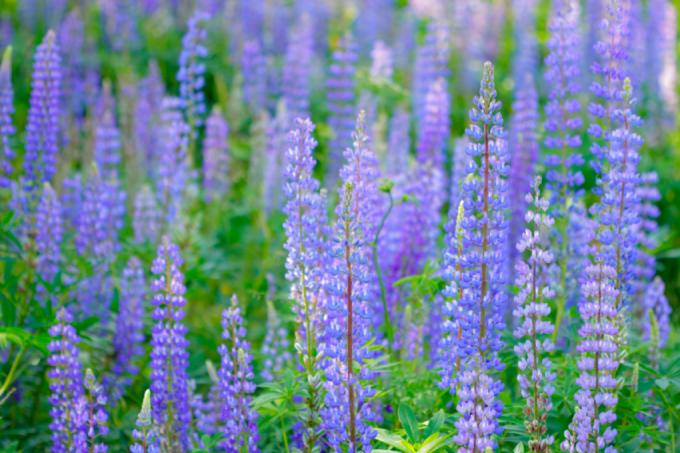 multiplier les lupins