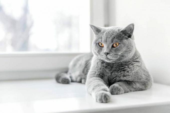 ნაცრისფერი კატა ფანჯრის რაფაზე