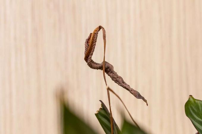 brunt blad på en calathea