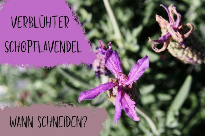 Coppice lavender has faded when cut? - Cover photo