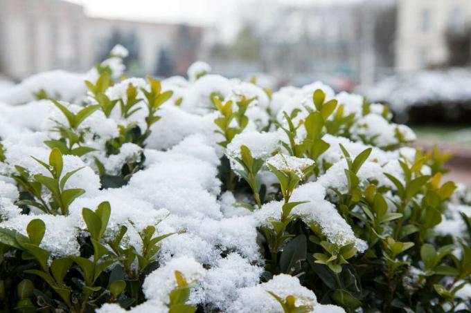 Boxwood in the snow