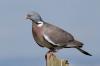 11 espèces de pigeons indigènes avec photo