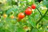 Planter et entretenir les tomates au miel mexicaines