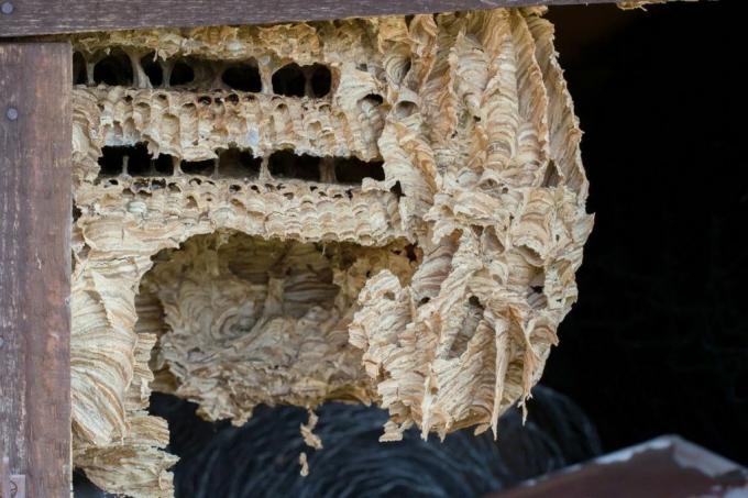 abandoned wasp nest