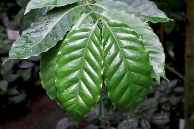 Coffea arabica, kaffeväxt
