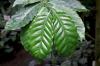У кофейного растения появляются коричневые листья: что делать?