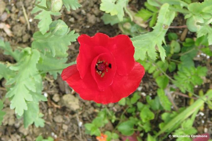 Мак красный тюльпан (Papaver glaucum)