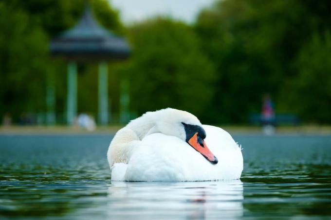 Swan sover i vattnet