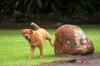 ฉี่สุนัขบนสนามหญ้า: วิธีต่อสู้กับจุดเหลือง