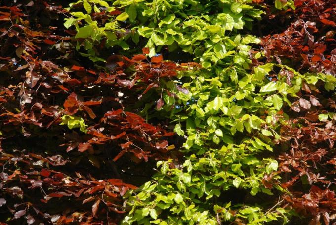 Green-red beech hedge