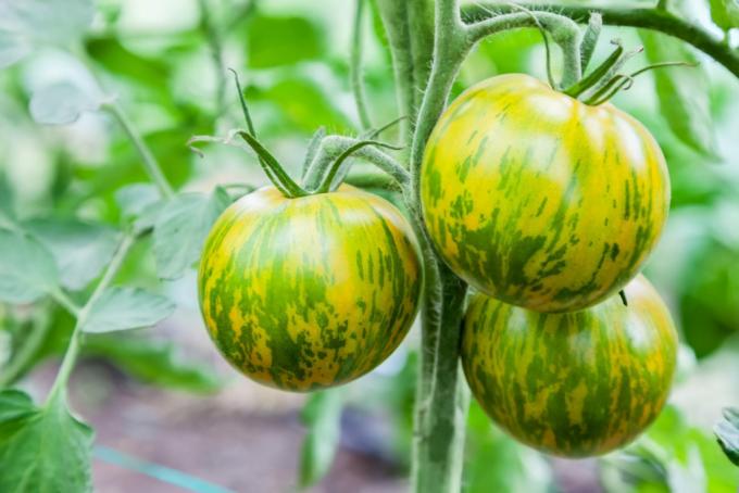 Green zebra tomatoes on panicle