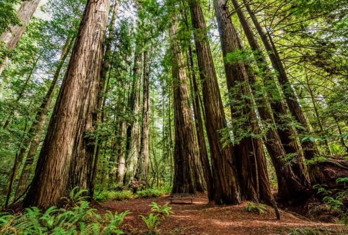 snabbväxande sequoia