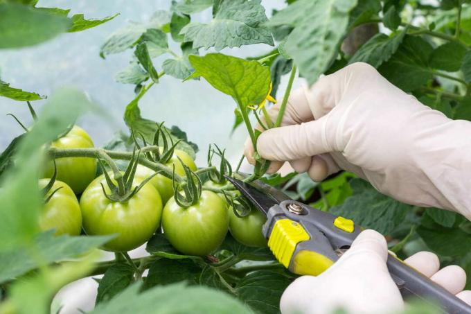 Tangan Gunting Pemotong tomat dengan sarung tangan