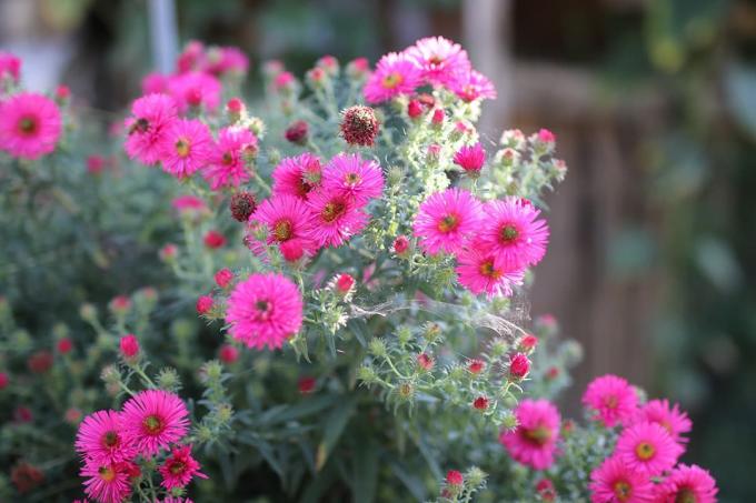 Overwintering Aster - Aster kuat
