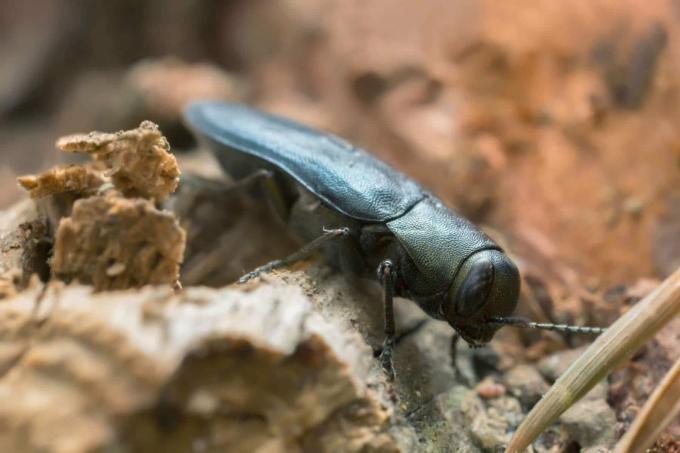 Blue jewel beetle (Phaenops cyanea)