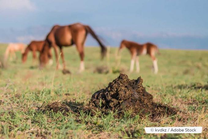 Čerstvý konský hnoj vo výbehu so zvieratami