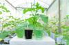 Fertilizzante liquido: applicazione, proprietà e vantaggi