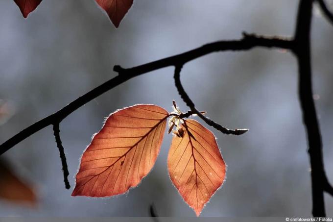 Kopparbok - Fagus sylvatica f purpurea