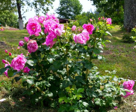 Vaaleanpunainen ruusupensas puutarhassa