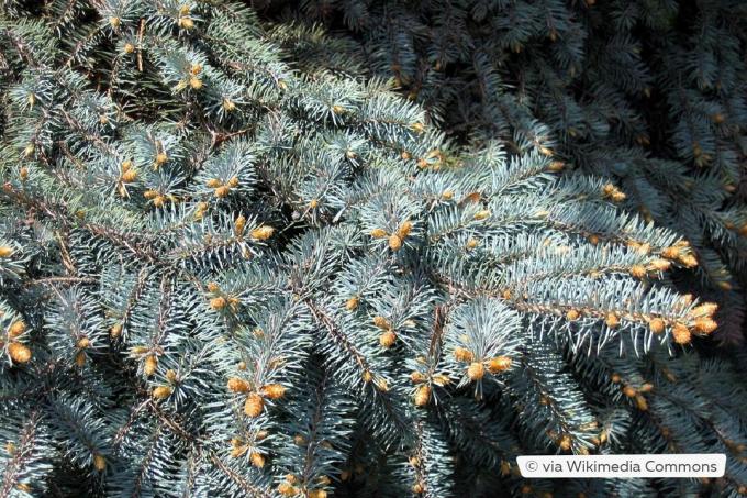 Plava smreka (Picea pungens 'Glauca')